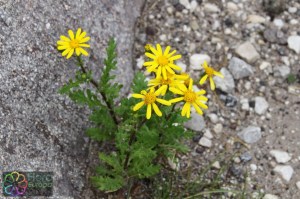 senecio vernalis (2)